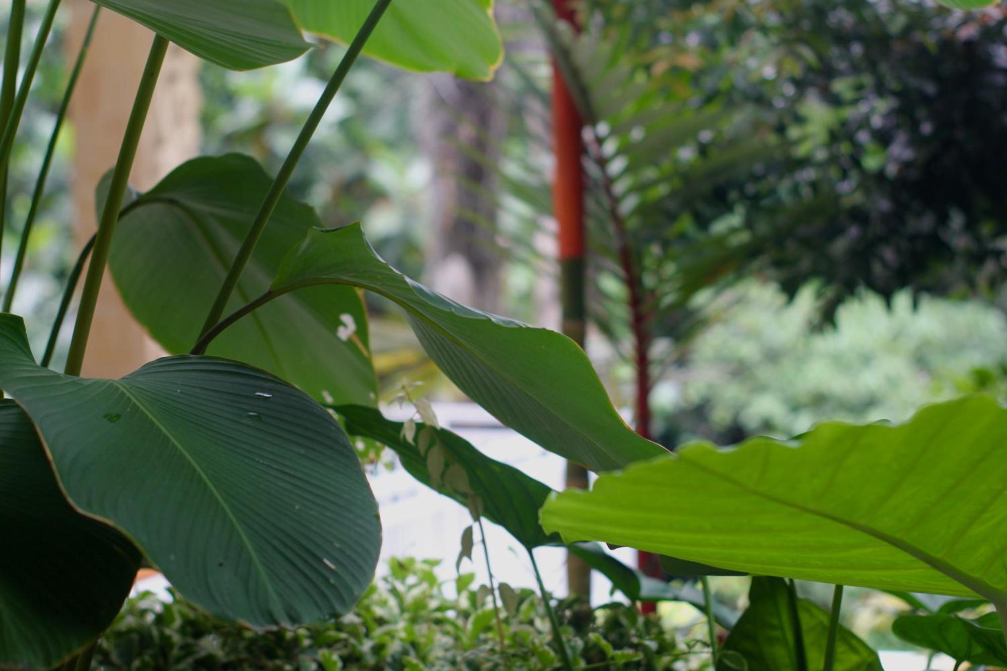 Hanaka Riverside Ubud Exterior foto
